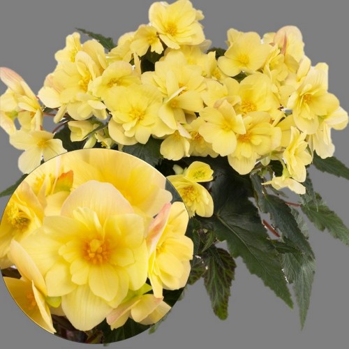 Begonia elatior 'Florencio Yellow' - Roosbegoonia 'Florencio Yellow' 